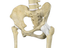 Hip Ligament Injuries